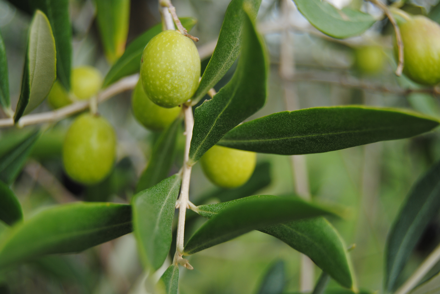 olive 2